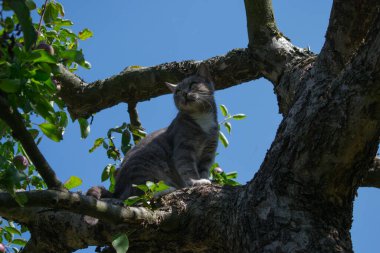 Elma ağacındaki kedi