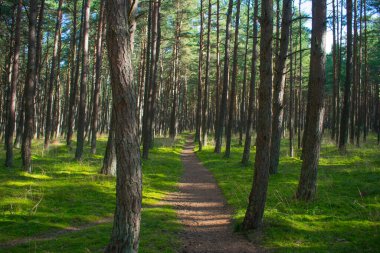 Ağaçların gölgesinde yol