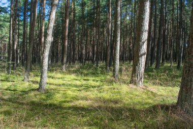Güneş ışığıyla Çam Ağacı Ormanı