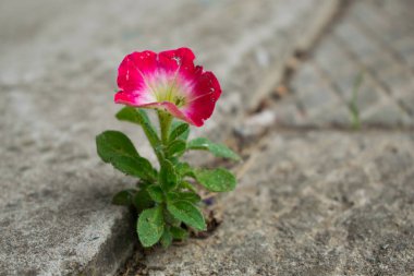 Betondan çıkan kırmızı çiçek