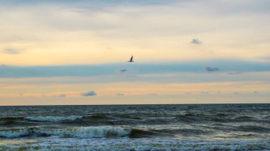 Baltık denizinde martı