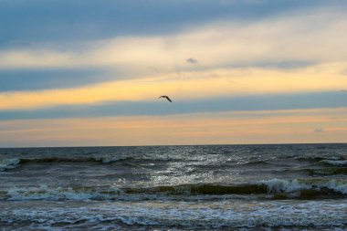 Martı Baltık Denizi üzerinde uçuyor