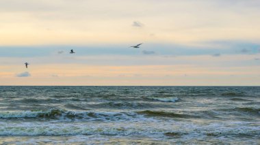 Baltık Denizi üzerinde uçan martılar