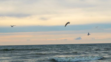 Martı Baltık Denizi üzerinde uçuyor