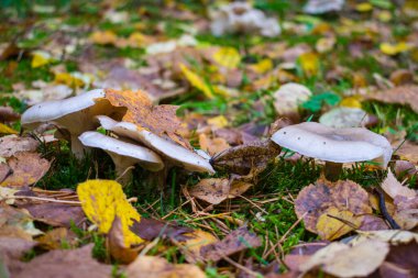 Üzerinde yaprak olan mantar.