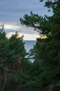 Ormandan Baltık deniz manzarası