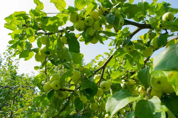 Ağaçtaki yeşil elmalar