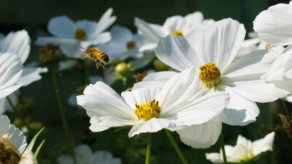 Beyaz çiçeğin üzerinde uçan arı.