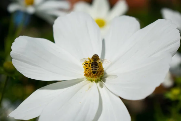 Flor Branca Com Abelha Nele — Fotografia de Stock