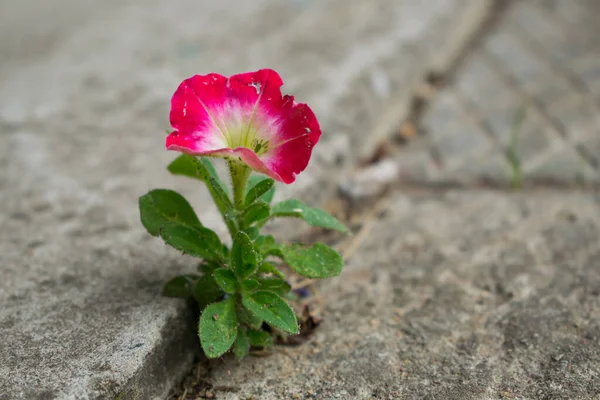 Betondan çıkan kırmızı çiçek