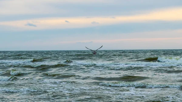 Racek Baltském Moři Palanga — Stock fotografie