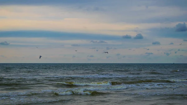 Seagulls Baltic Sea Palanga — Stock Photo, Image