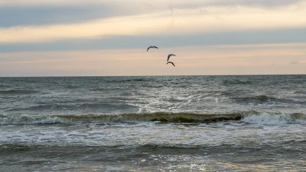 Seagulls Flight Baltic Sea — ストック写真