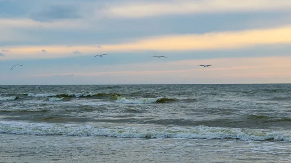 Seagull Flight Baltic Sea — ストック写真