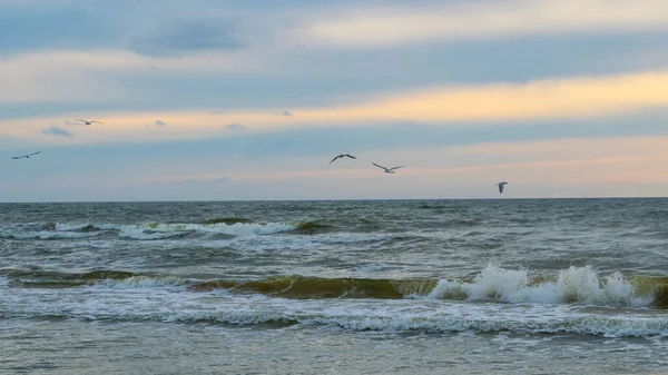 Gabbiano Volo Sopra Mar Baltico — Foto Stock