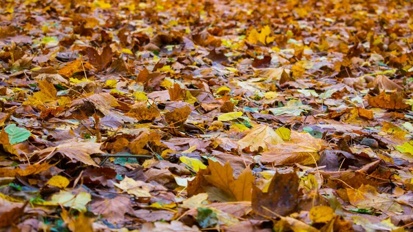 Sonbahar yaprakları yerde.