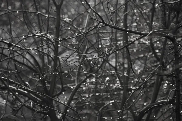 ıslak siyah dallar arka plan 