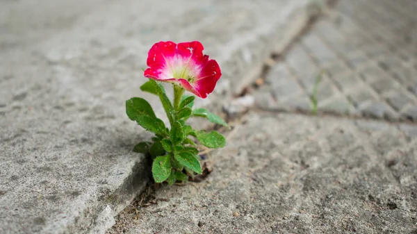 Flor Vermelha Crescendo Fora Concreto — Fotografia de Stock