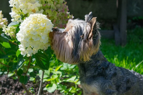 Yorkshire Cheirando Flor Branca — Fotografia de Stock