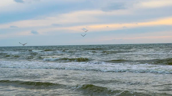 Seagull Flight Baltic Sea — ストック写真