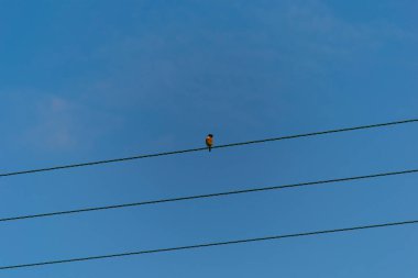 Tel üzerindeki tek kuş mavi gökyüzünde uzanır
