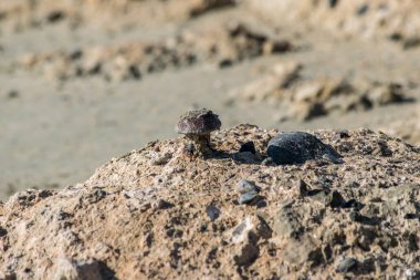 Betondan çıkan metal mantar.