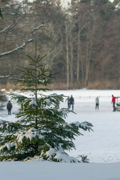 Noel ağacı ve arka planda kayan insanlar.