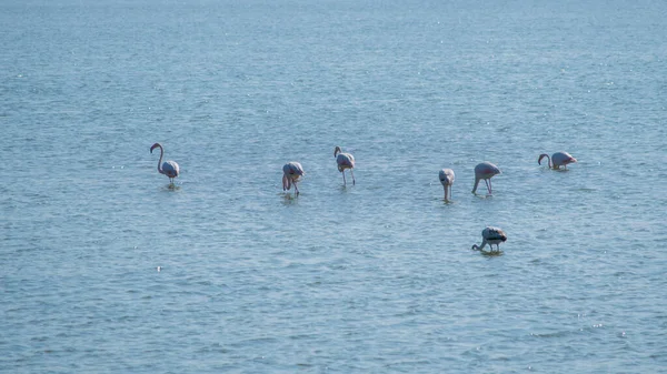 Larnaca tuz gölü Kıbrıs suyunda flamingolar