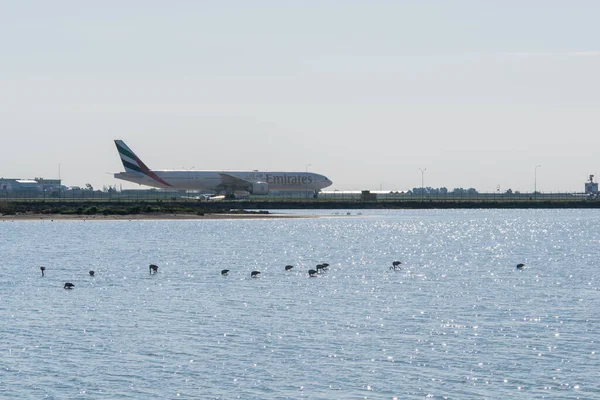 Larnaka Uluslararası Havalimanı 'nda uçak ve kışın flamingolar.