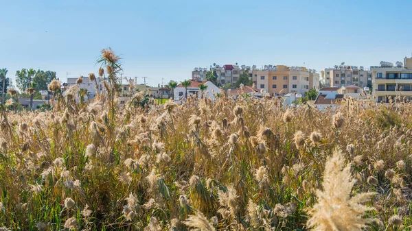 Yüksek kamışlı ve güneşli gökyüzü