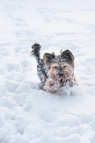 Yorkie kışın karda oynuyor.