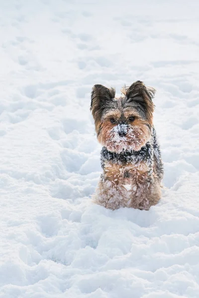 Yorkshire Terrier Standing Snow — Stock Photo, Image