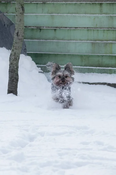 Yorkshire Terrier Running Snow Winter — Stock Photo, Image