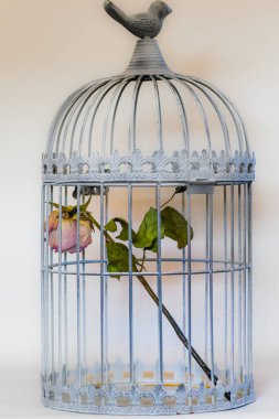 Kuş kafesinde ölen gül.