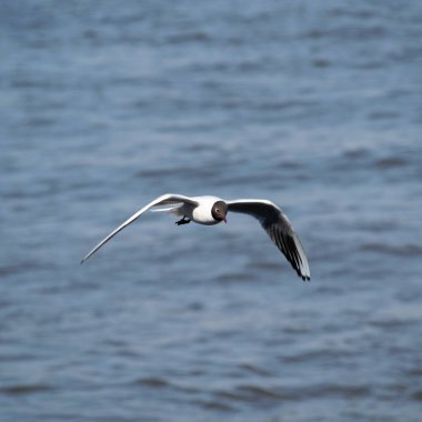 Siyah başlı martı Baltık Denizi 'nin üzerinde uçuyor.