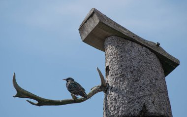 Mavi gökyüzüne karşı kuş yuvasında sığırcık kuşu