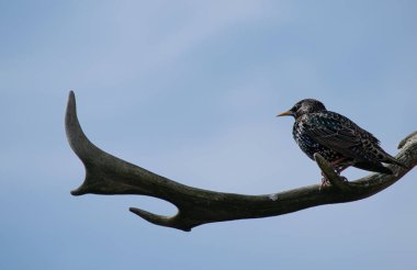 Kuş yuvasında sığırcık kuşu