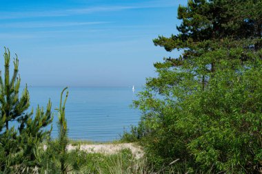 Ufuk çizgisinde ağaçların arkasındaki sakin, boş denizde yelkenli.