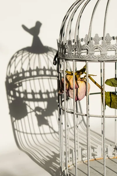 dying rose in birds cage
