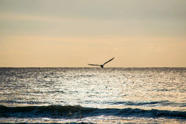 martı suyun üzerinde uçuyor.