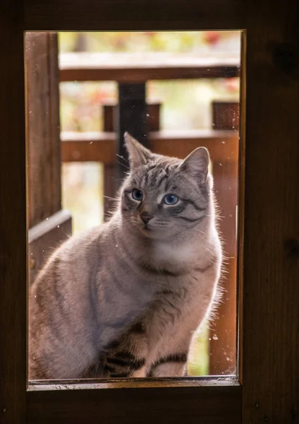 penceredeki gri kedi 