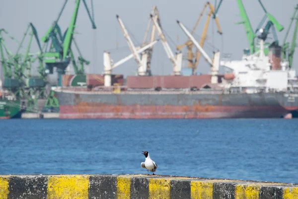 Bir kuş rıhtımda oturuyor. Siyah başlı martıların arkasında gemiler var.
