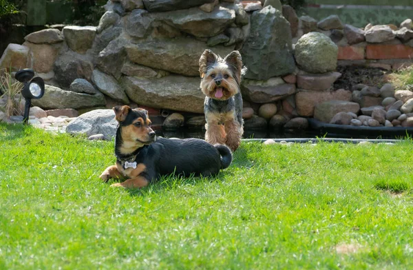 Dois Cães Estão Descansando Grama Verde Sol — Fotografia de Stock