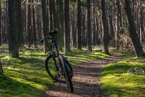 Bisiklet güneşin altında orman yolunda duruyor.