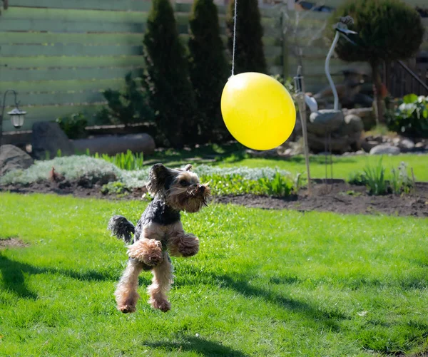 Yorkshire Terrier Cão Está Pegando Balão Amarelo Jardim — Fotografia de Stock