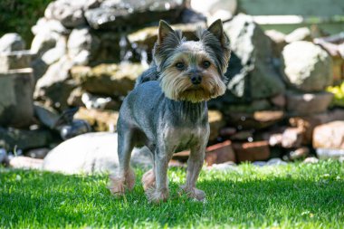 Yorkshire Teriyeri bahçedeki yeşil çayırda gündüz vakti