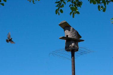 Gündüz vakti mavi gökyüzüne karşı kuş yuvası üzerinde uçmakta olan Starling