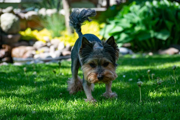 Yorkshire Teriyeri bahçedeki yeşil çayırda gündüz vakti