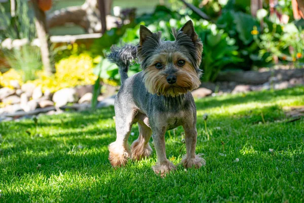 Yorkshire Terrier Prado Verde Jardim Durante Dia — Fotografia de Stock