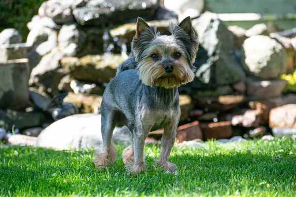 Yorkshire Teriyeri bahçedeki yeşil çayırda gündüz vakti